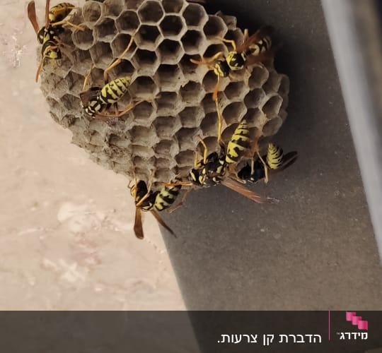 קן צרעות על קיר עם צרעות פעילות
